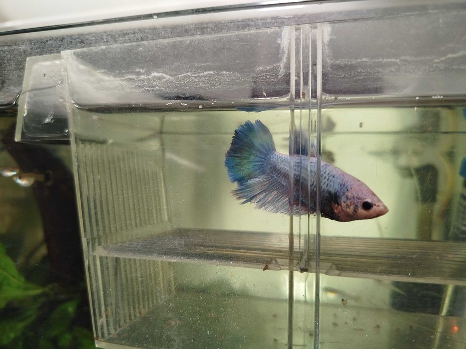 Bettas fêmeas para venda