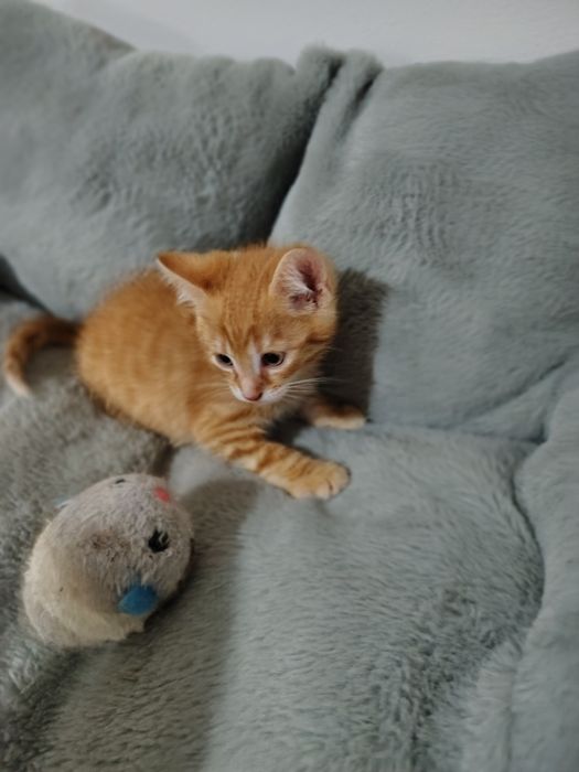 Storczyk i  Chaber 2 miesięczne kociaki do adopcji