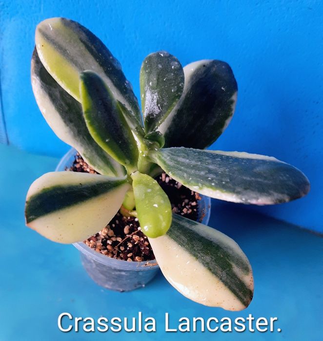 Редкие крассулы, толстянки, денежные деревья.