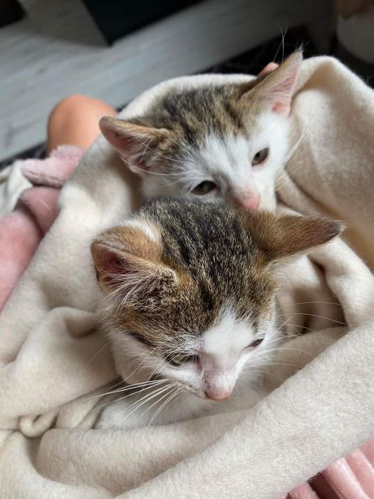 Cypiski, śliczne rodzeństwo z rowu