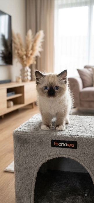 Słodka Kotka Ragdoll – Seal Point Mitted | Rezerwacja | Rodowód