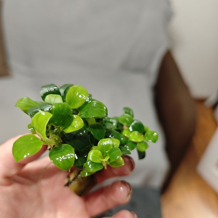 Anubias mini sadzonki