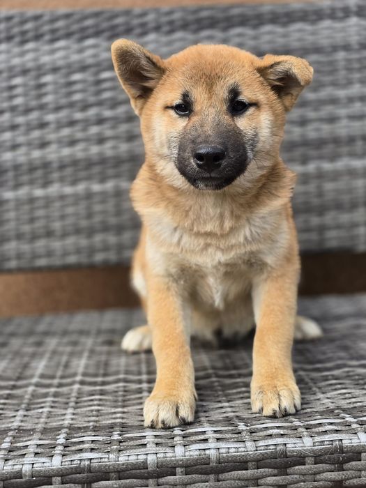 SHIBA INU szczeniak do odbioru gotowy metryka chip pies