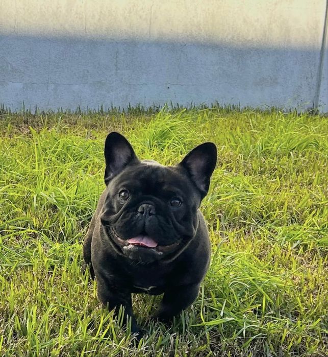 bulldog frances para montas