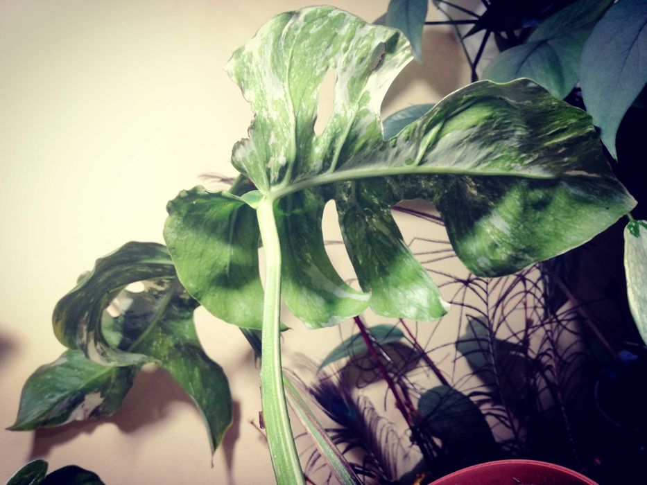 Monstera Typ Oceana Variegata NoID wielka RZADKOŚĆ Philodendron Albo