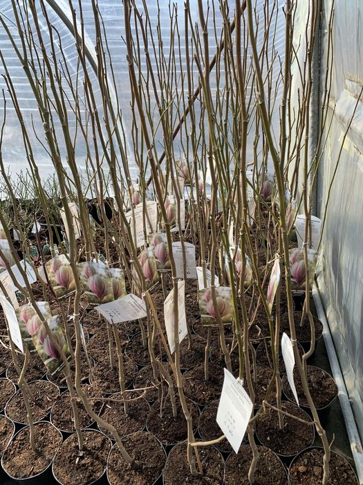 Magnolia 3L Różne Odmiany