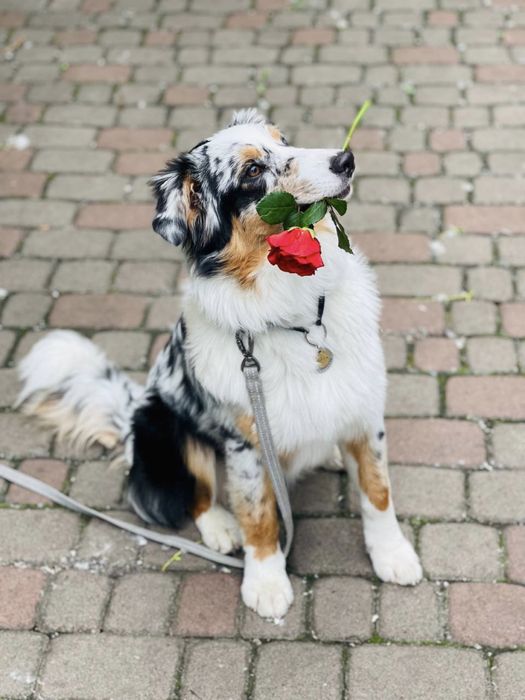 Дресирування собак , кінолог Івано-Франківськ,Калуш,Долина , Яремче