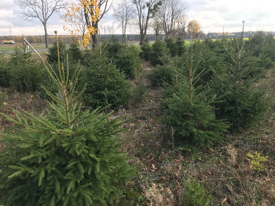 Choinka, z dostawą lub sam zetnij na plantacji od 1 do 4m producent,