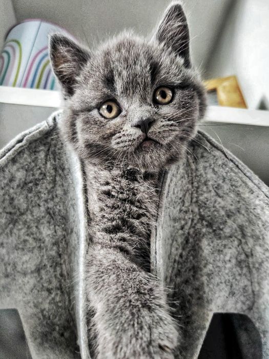 Kotka Brytyjczyk Shakira