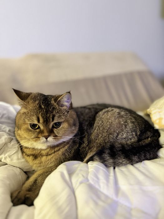 Gato para acasalamento