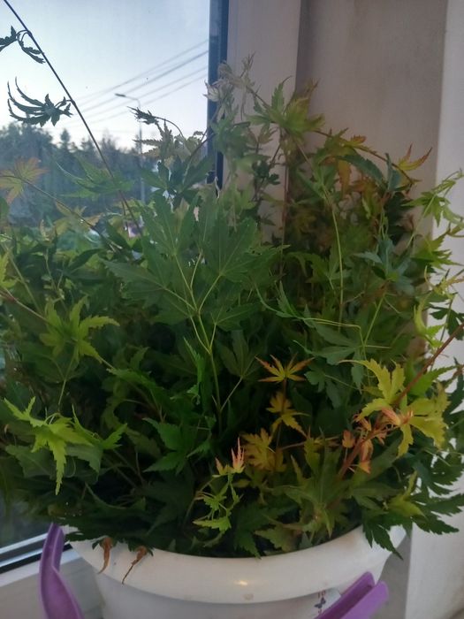 Klon gałązki żywe do bukietu lub ukorzeniania