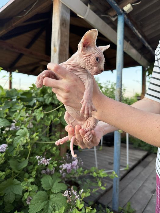Котята канадский сфинкс
