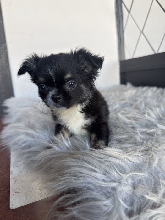 “MENINA“ Chihuahua “MINI” de bolsa , pêlo longo