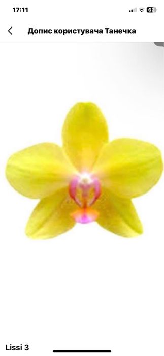 Орхідеї підлітки