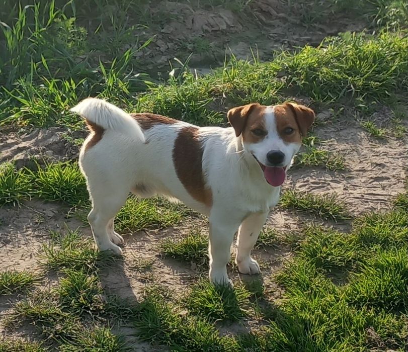 Jack Russell Terrier- suczka ZKwP FCI