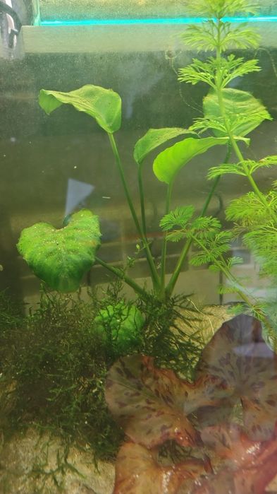 Anubisa Lotos Pistia Trawa Rogatek