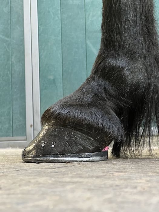 Werkowanie/podkuwanie koni