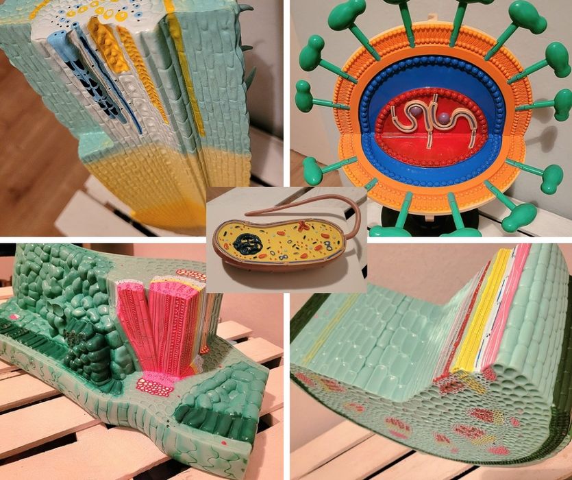 Zestaw pięciu modeli- Biologia