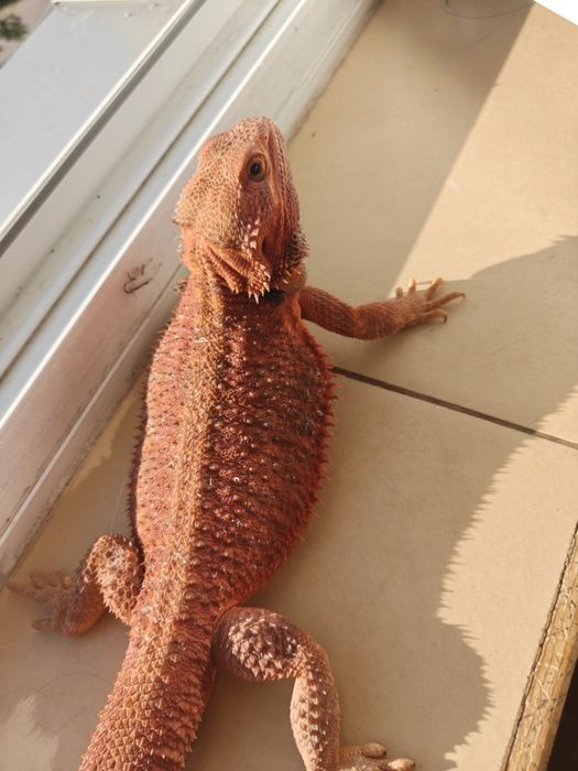 Agama brodata-samiec