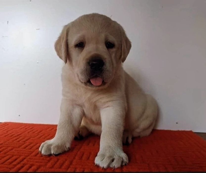 Cachorro labrador Retriever Lop e Afixo