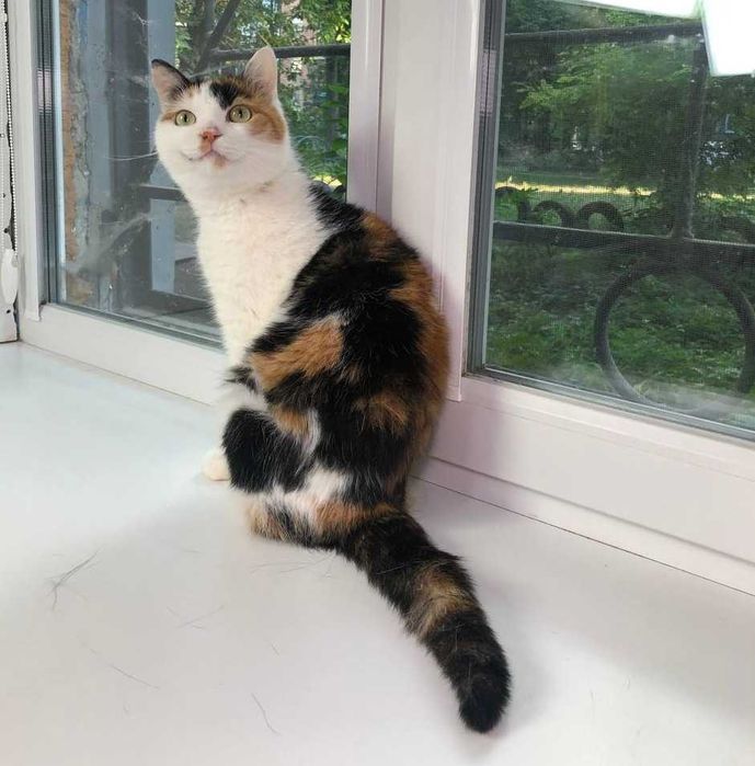 Кошечка с золотым характером  и милой внешностью, зовут Лапушка