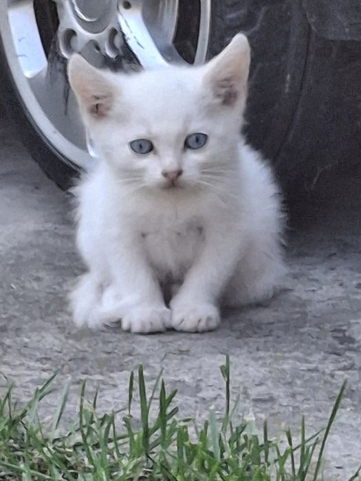 Маленькі котики/кошеня