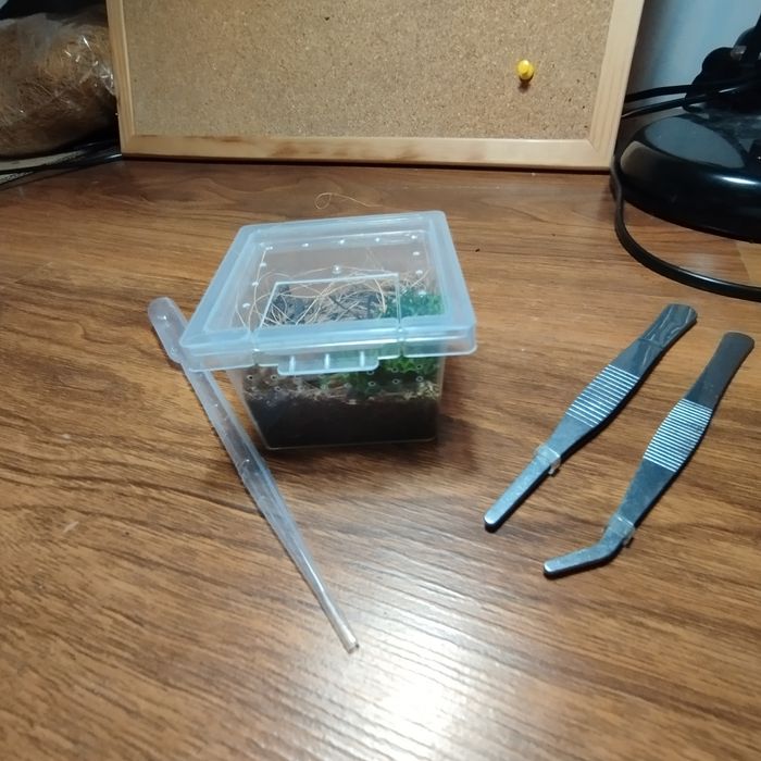 Pudełko na ptaszniki 4x5x5