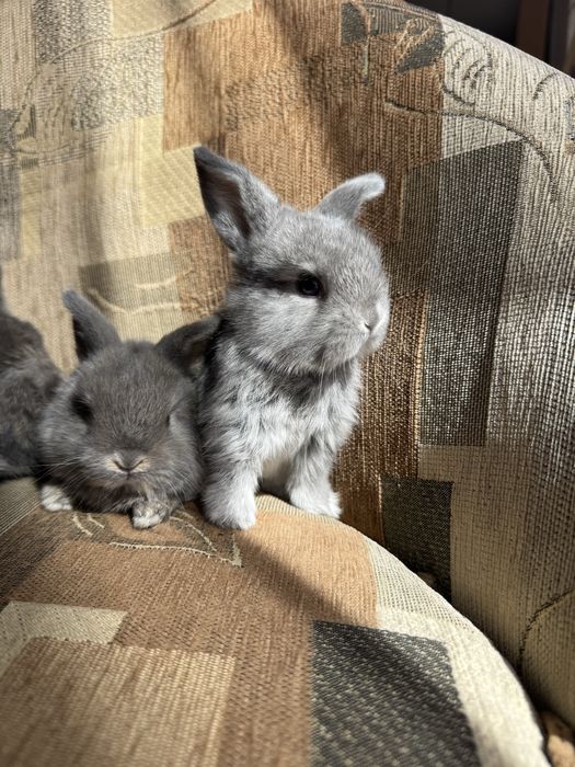 Króliki Mini Lop BunnyHop