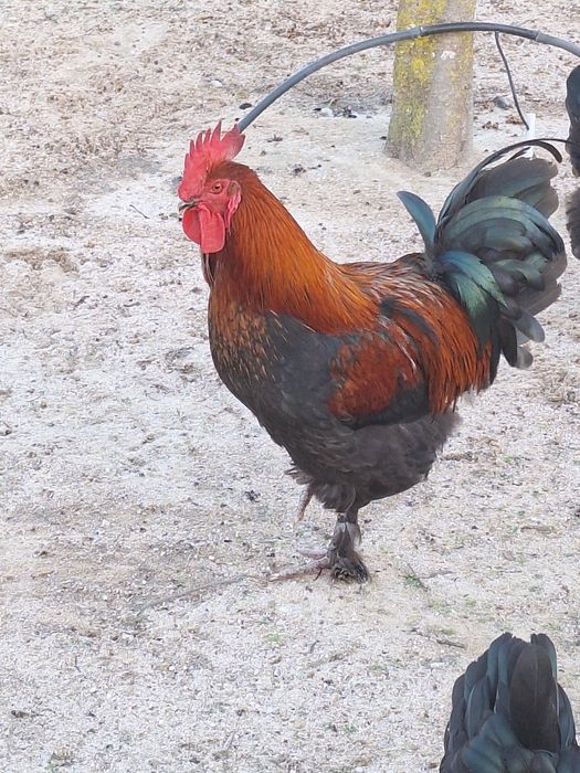 Galo maran preto cobre