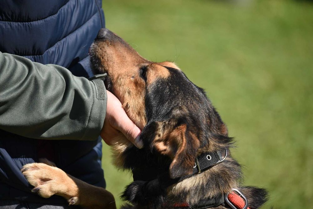 Agrest - łagodny pies do adopcji