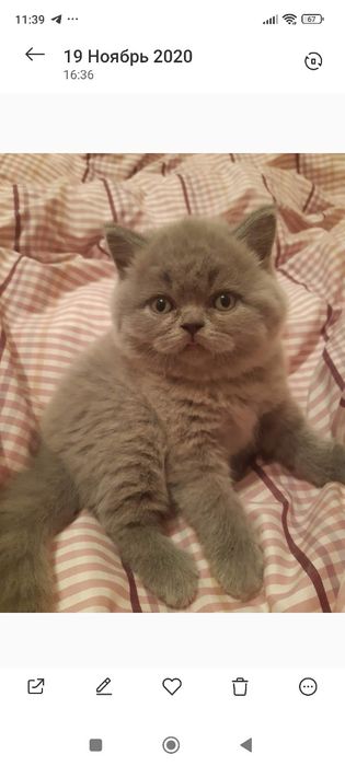 Продам котят шотландцев