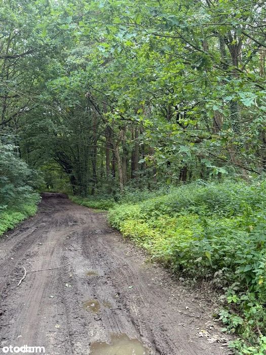 Działka budowlana 960 m² – Chrzypsko Wielkie, blisko jeziora i lasu - Widok 5