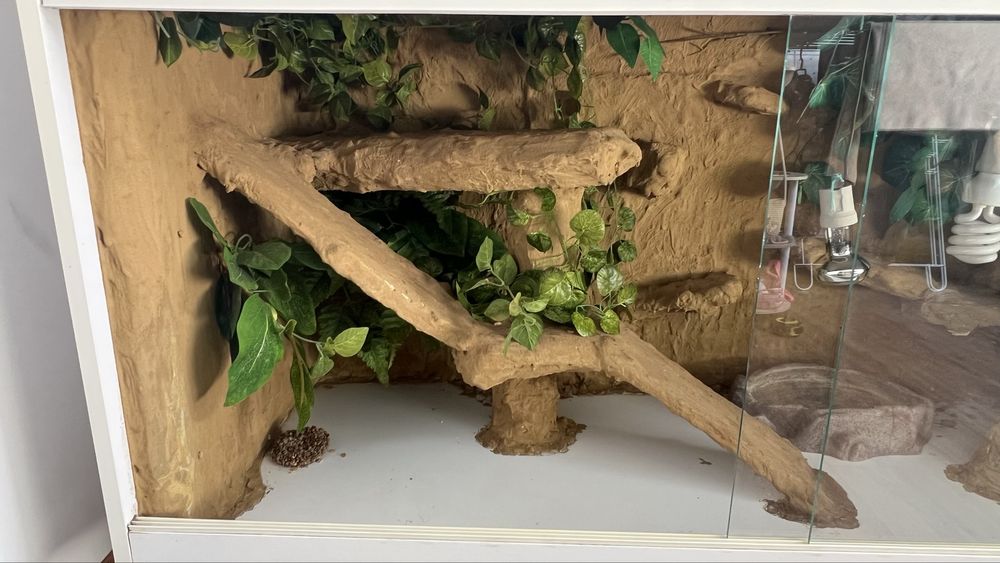 Terrarium agama brodata