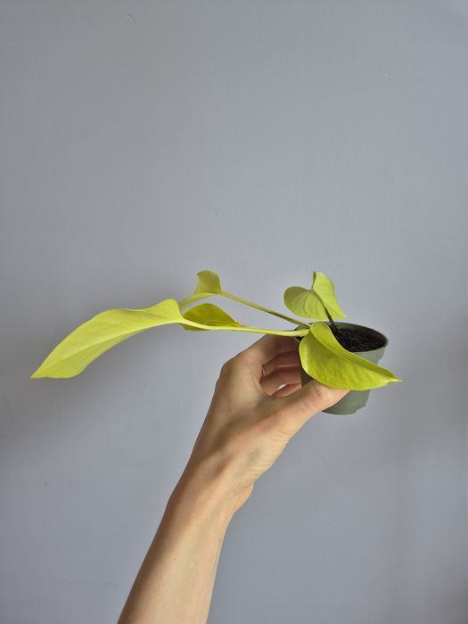 Epipremnum  Neon