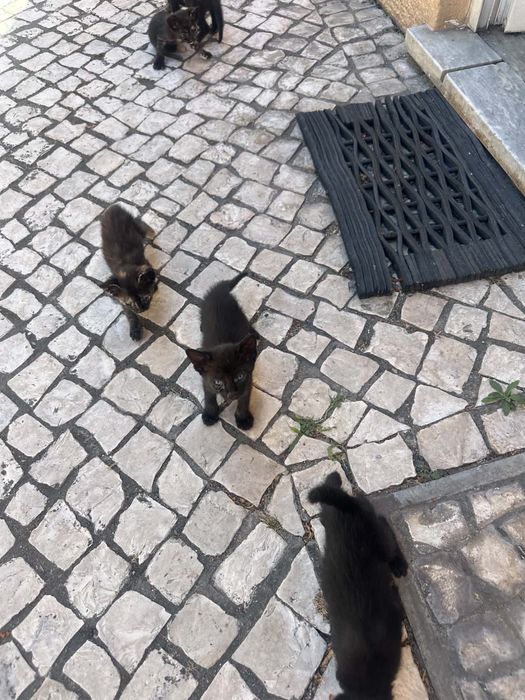 Gatinhos para adoção responsàvel