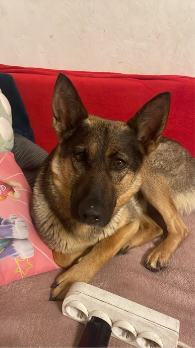 Piesek do adopcji suczka