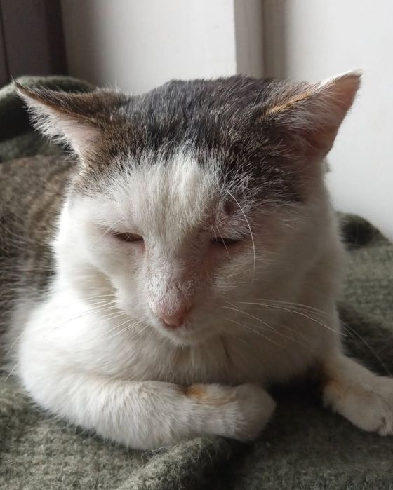 Бескоштовно в добрі руки