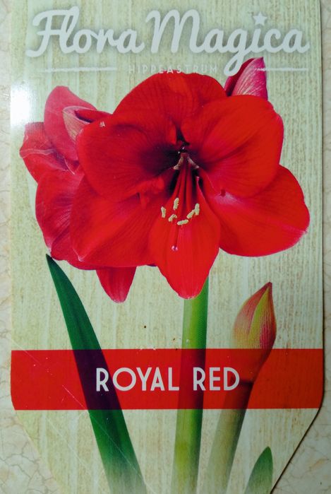 Гіппеаструм/амариліс Royal Red (цибулина)