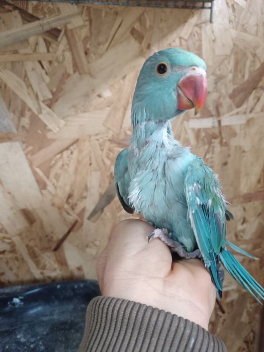 Ring neck Turquoisene  caturra  piriquitos domésticados