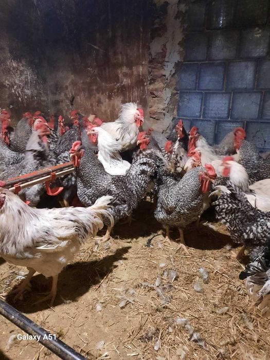 кури! Безкоштовна доставка!  Продам курей! Первомайск