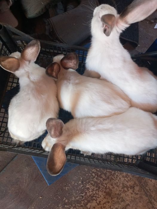 Продам м'ясо кролів