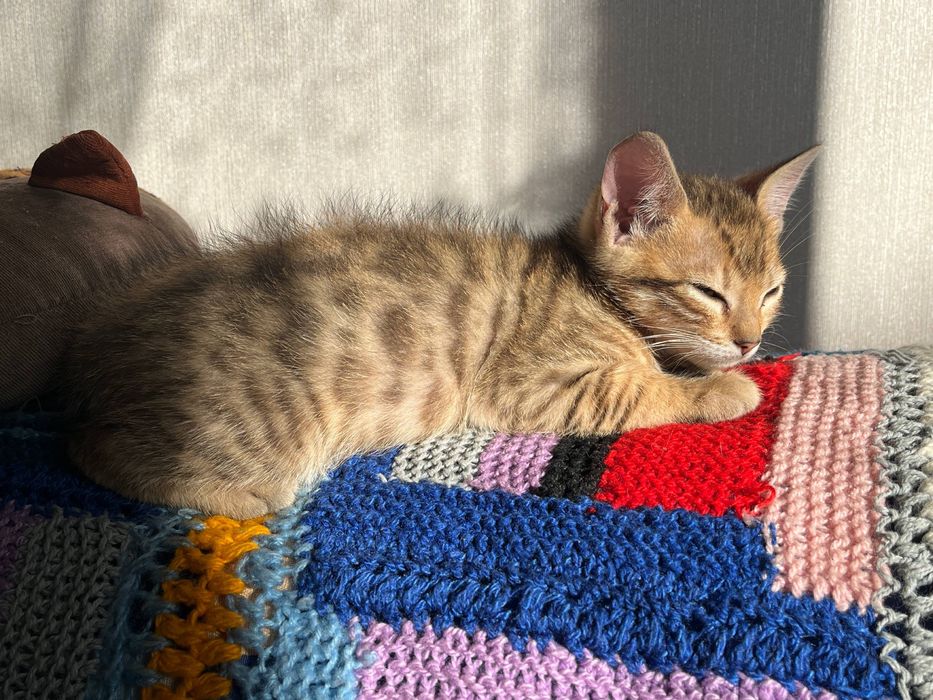 Бенгальський котик, котеня, бенгал, хлопчик