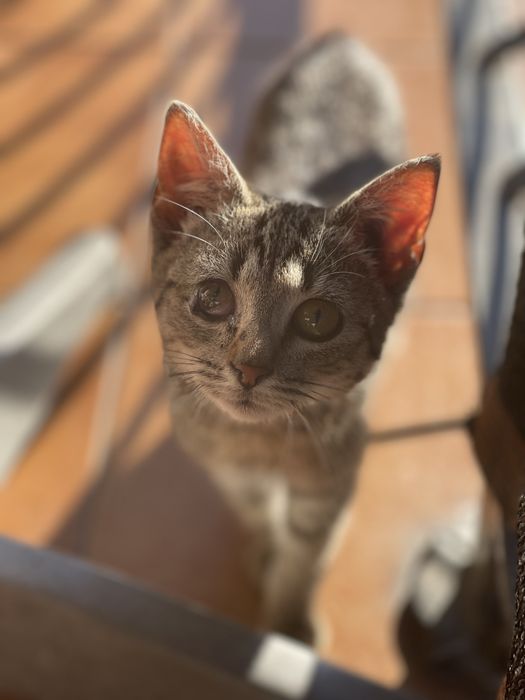 Wenus szuka nowego domku