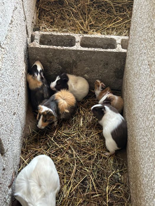 animais para companhia