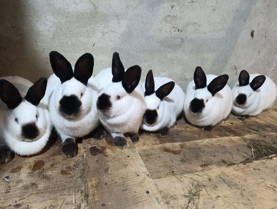 Продаю каліфорнія