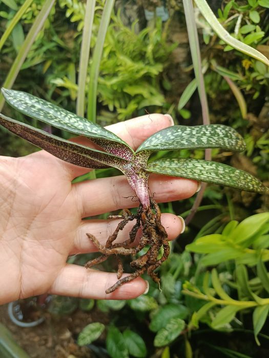 Орхідея paphiopedilum micranthum