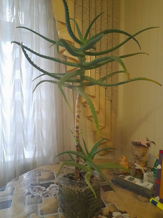 Вазон алоє великий