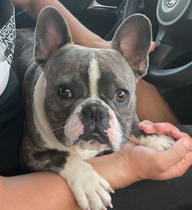 Французский бульдог мальчик ищет девочку
