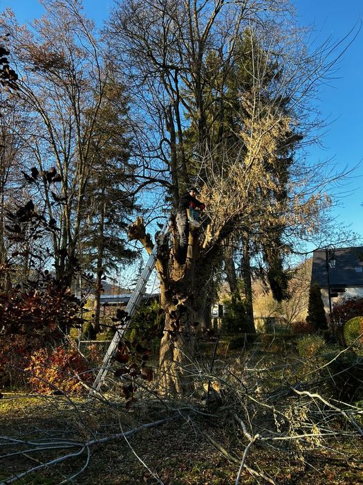 Odśnieżanie I wycinka drzew