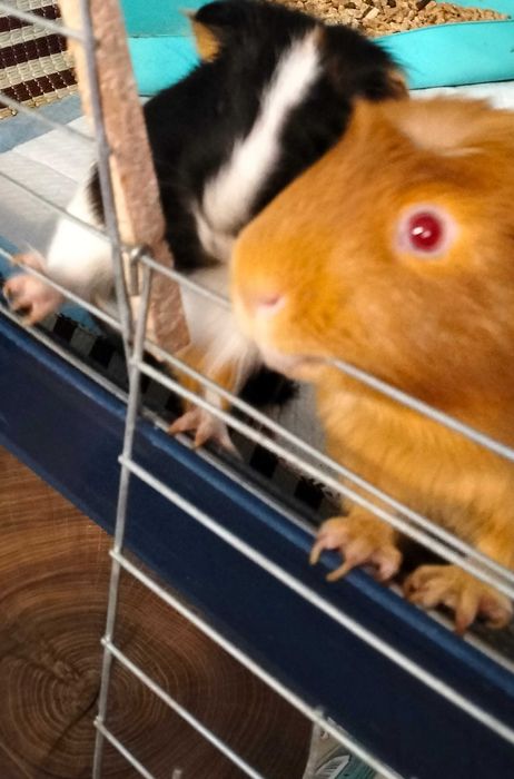 Świnki morskie smace